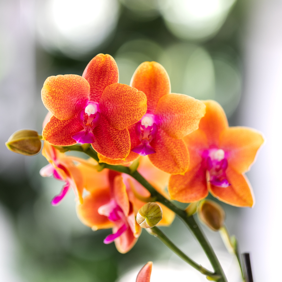 2x Duft-Orchidee Orange Ø12 cm – Phalaenopsis Set | Pflanzfix24.de - Pflanzfix24.de