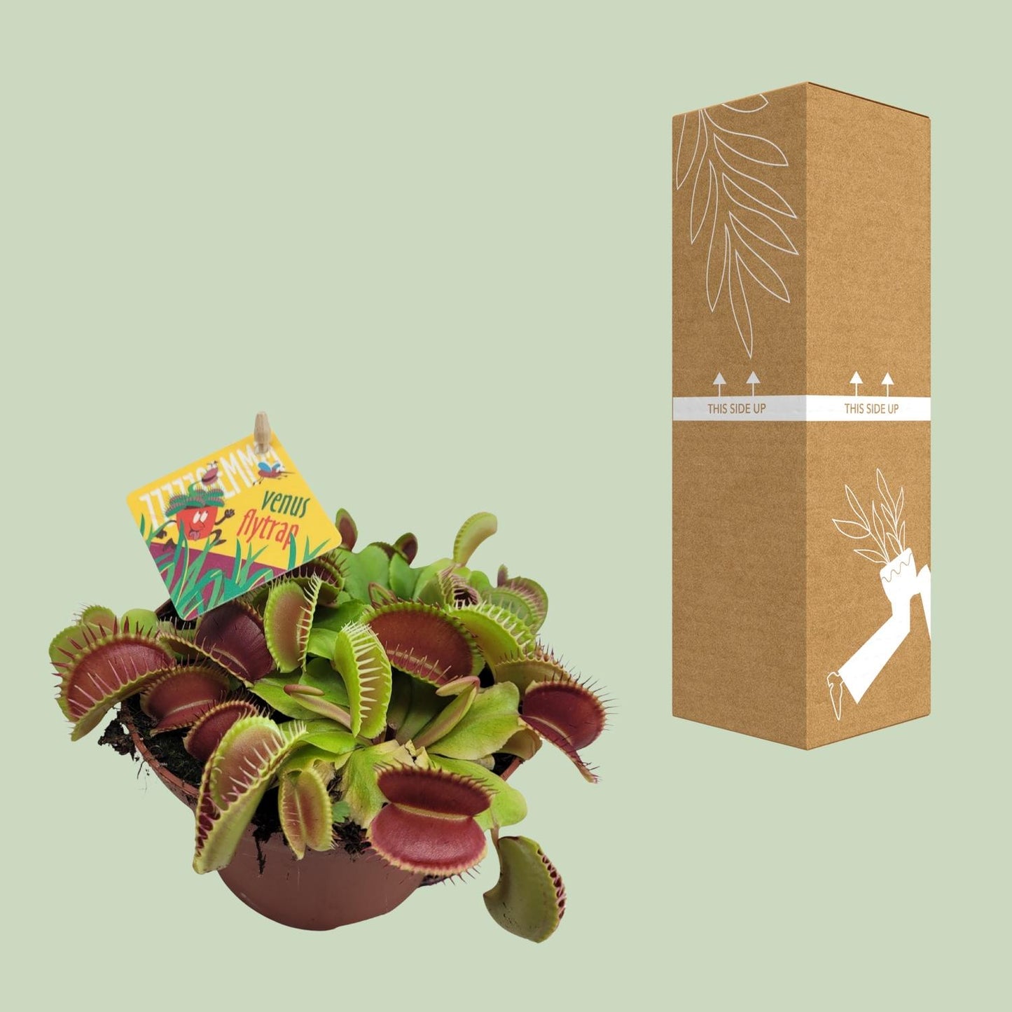 Dionaea Muscipula - Ø12cm - Pflanzfix24.de - Pflanzfix24.de