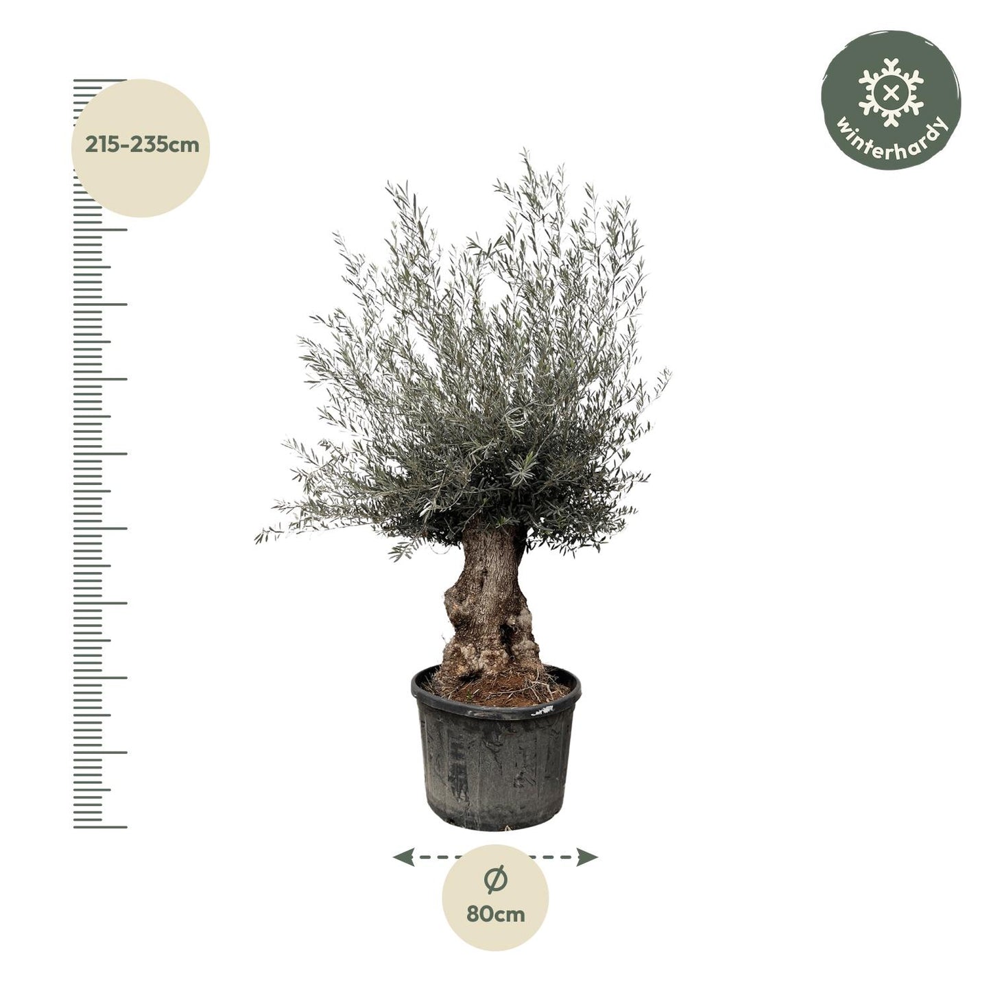 Olea Europaea Bonsai 270cm Ø80 | Olivenbaum | Pflanzfix24
