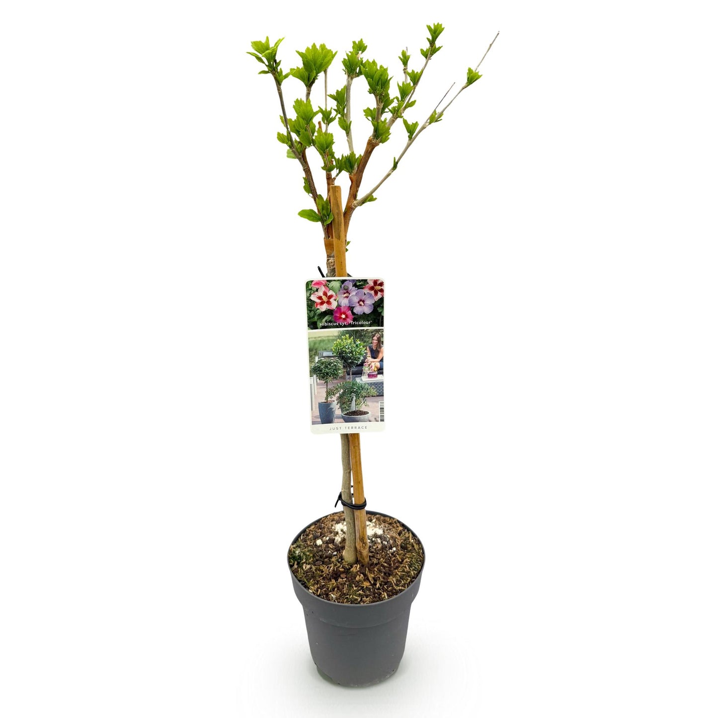 GreenboutiQ - Hibiscus syriacus Tricolour - Stamm-Pflanze - Terrassenpflanze - Topf 19cm - Pflanzfix24.de - Pflanzfix24.de