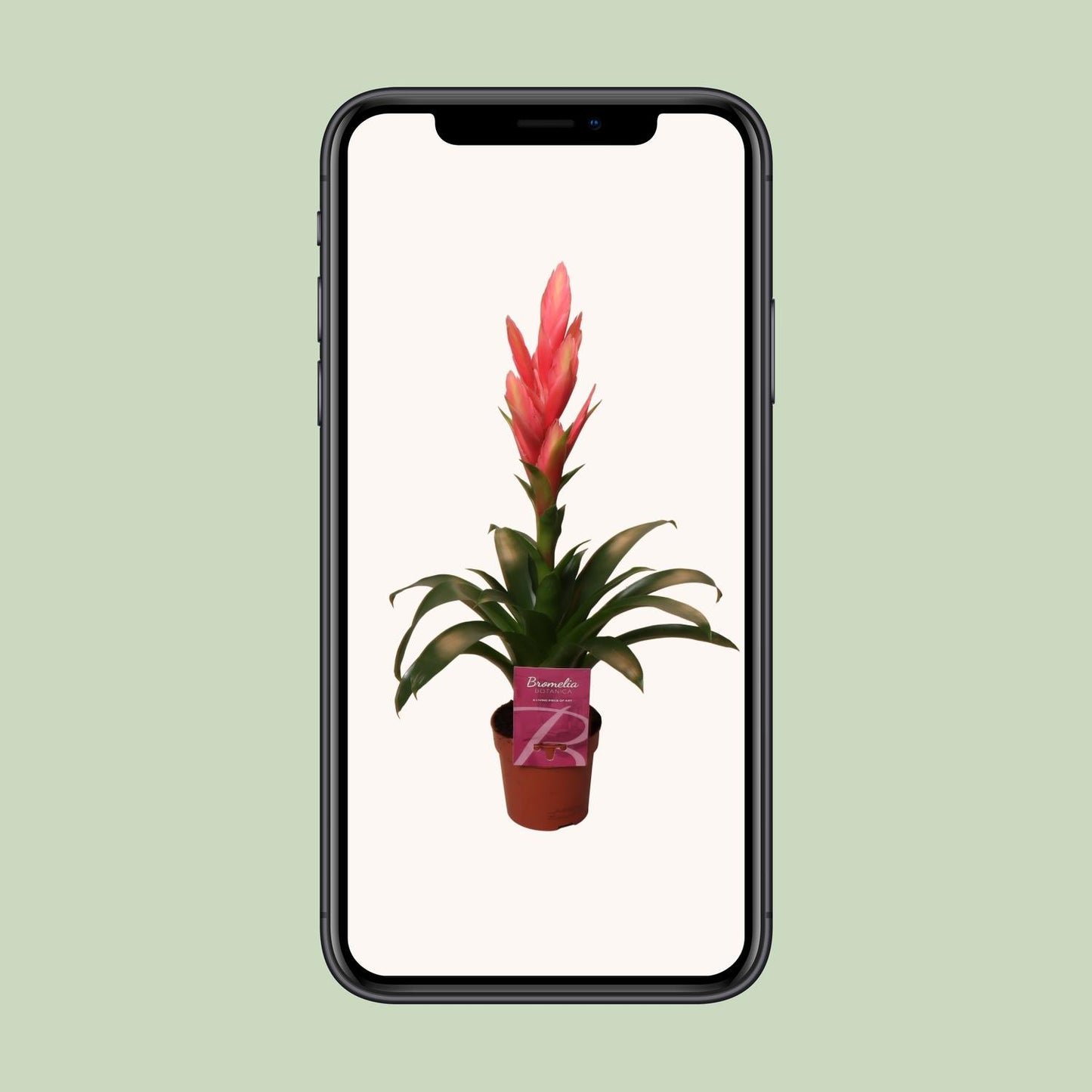 Tillandsia Ziva - Ø12cm - ↕50cm bei Pflanzfix24