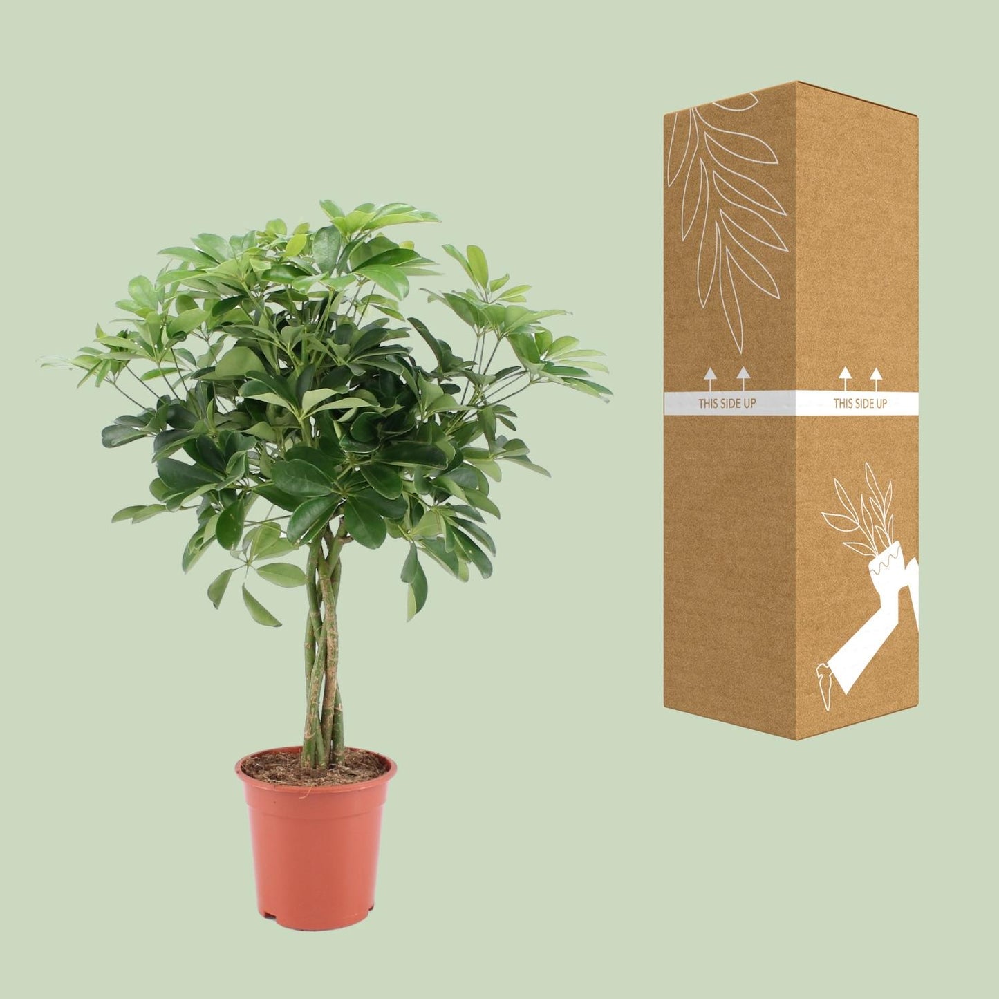 Schefflera Arboricola Nora - Ø19cm - ↕75cm - Pflanzfix24