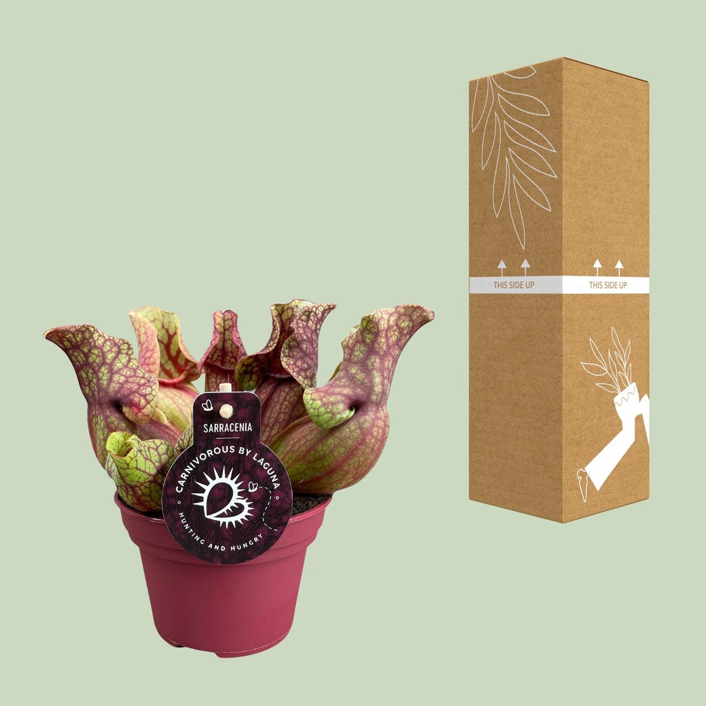 Sarracenia Venosa 12cm – Karnivore Pflanze | Pflanzfix24.de - Pflanzfix24.de