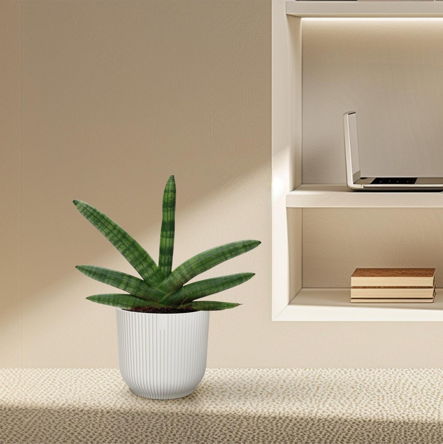 Sansevieria Skyline Ø10,5cm 25cm | Pflanzfix24.de - Pflanzfix24.de