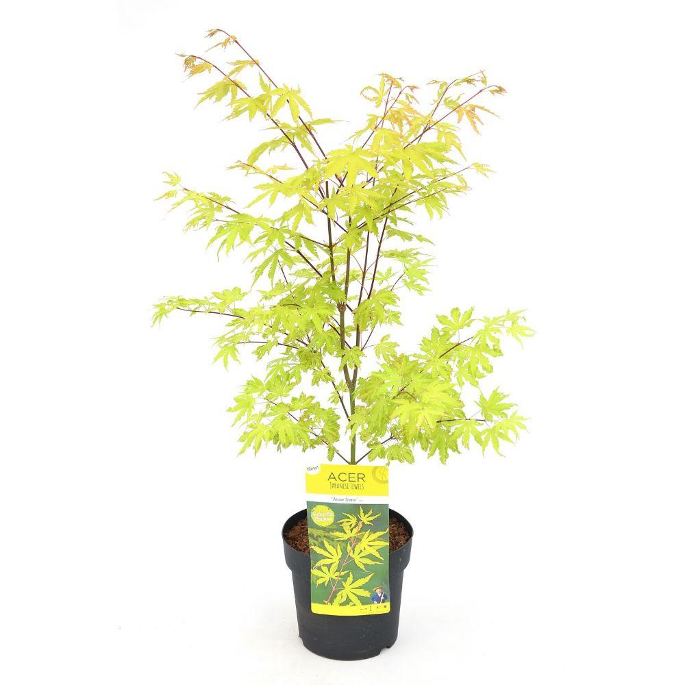 Acer palm. 'Anne Irene' - Ø19cm - ↕40cm - Pflanzfix24