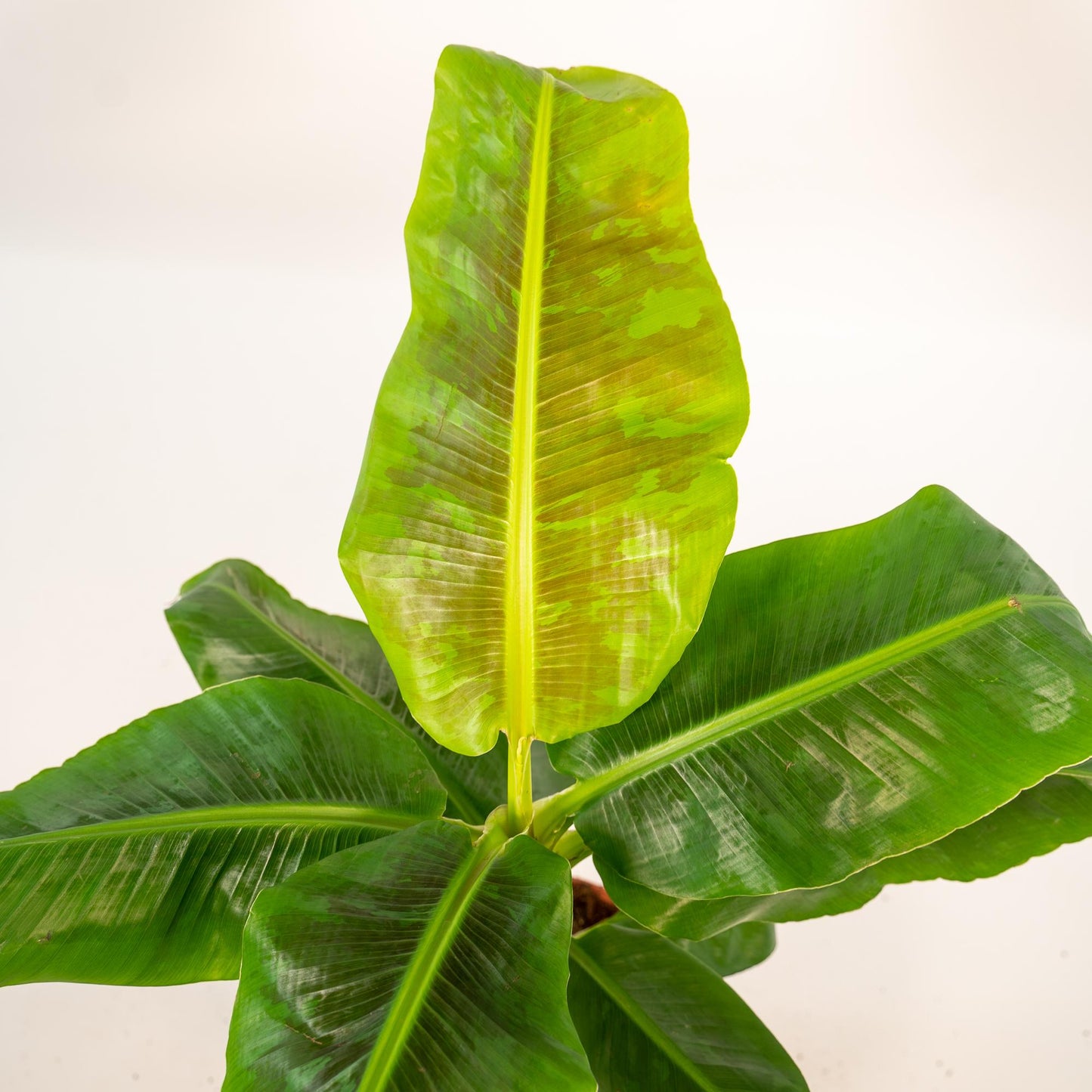 Musa Dwarf Cavendish - Ø21cm - ↕90cm + Topf Mayk Gold - Pflanzfix24