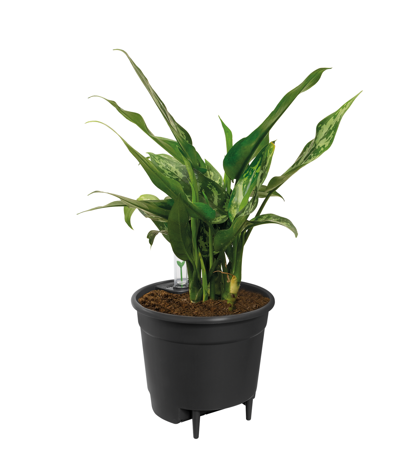 Self Watering Insert 33 cm | Pflanzfix24.de - Pflanzfix24.de