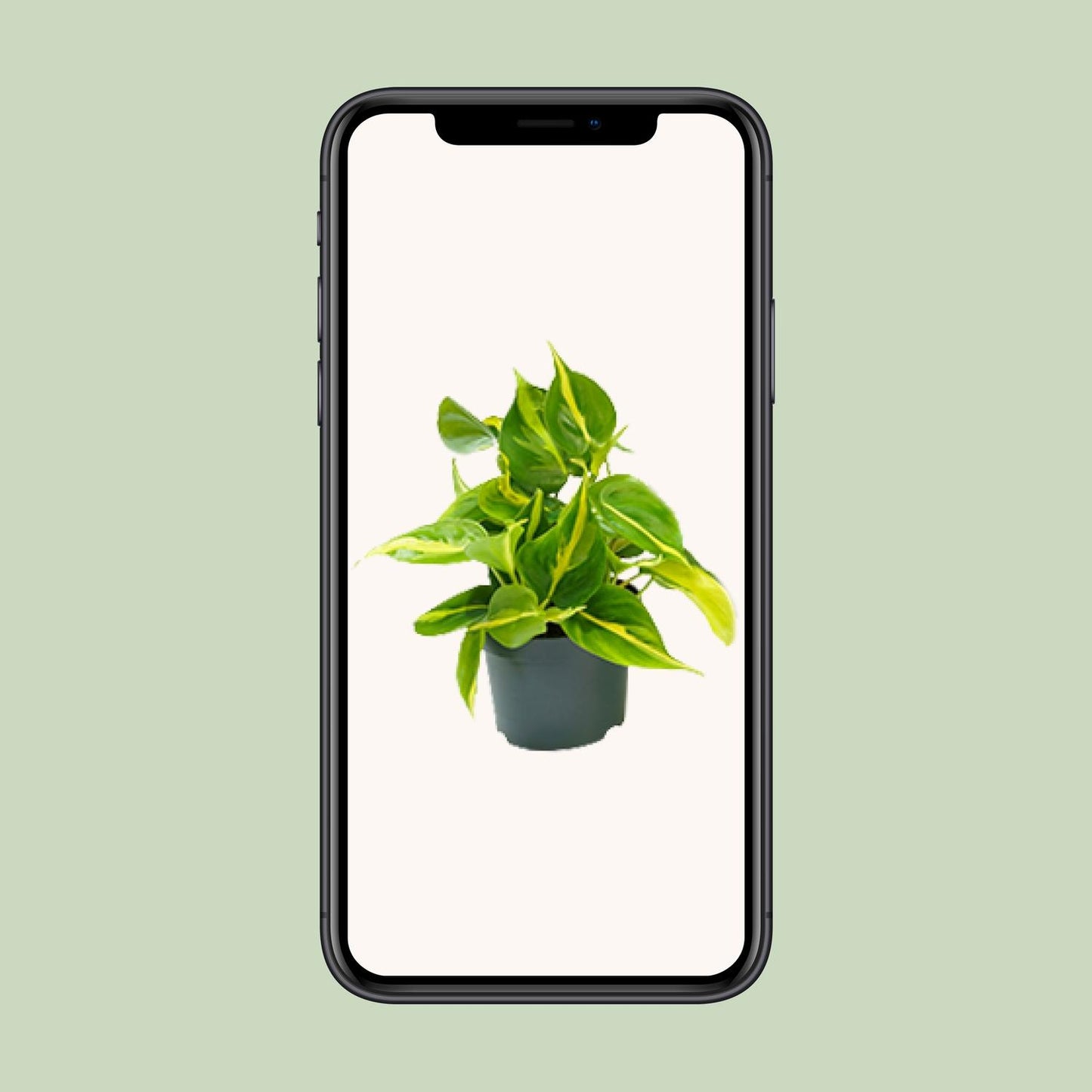 Philodendron Scandens Brasil 15cm Ø12cm – Zimmerpflanze | Pflanzfix24.de - Pflanzfix24.de