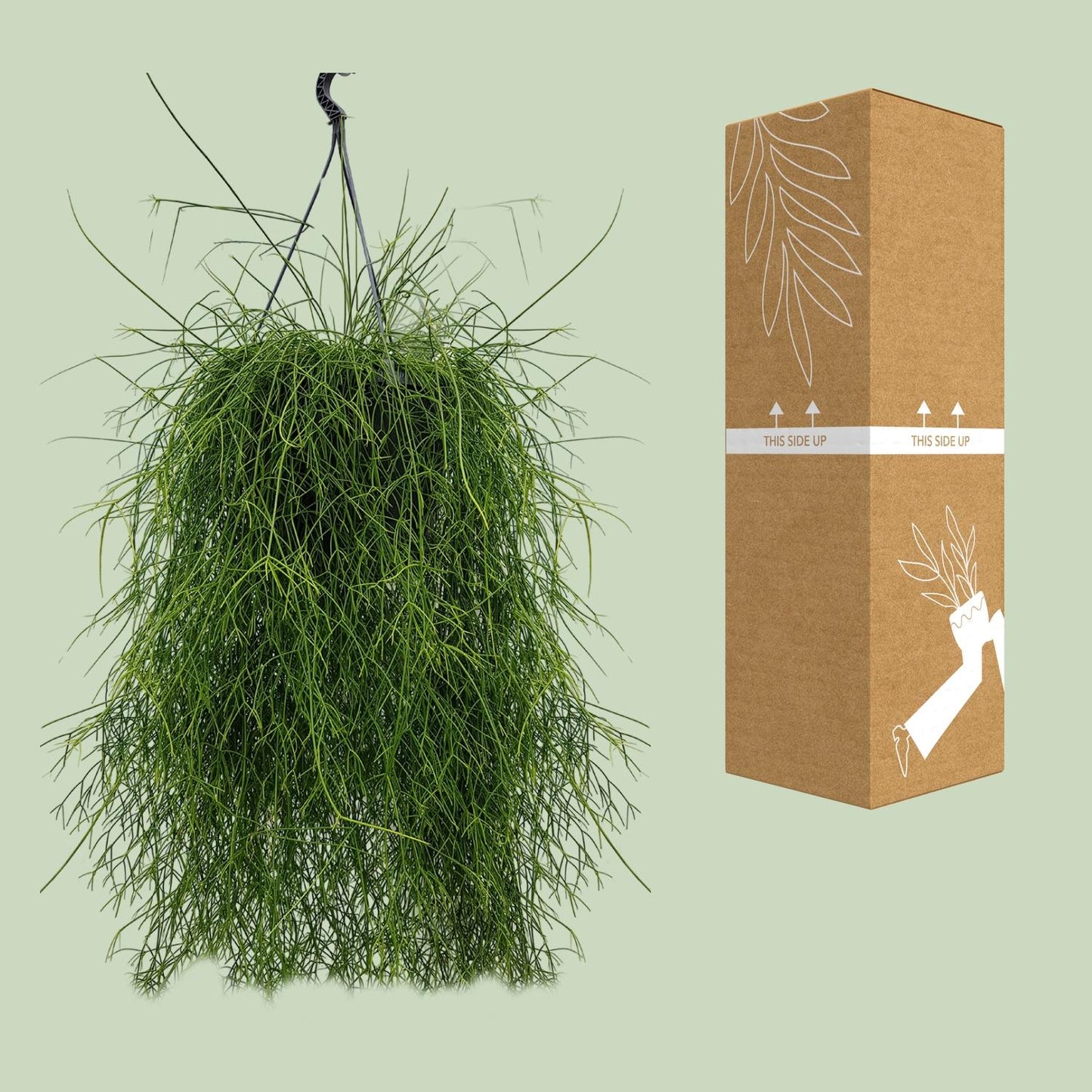 Rhipsalis Cassutha 25cm - Ø25cm - ↕60cm - Pflanzfix24