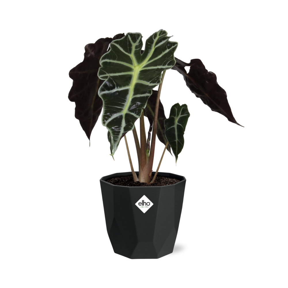 Alocasia 'Polly' in 14cm b.for rock living black - Pflanzfix24