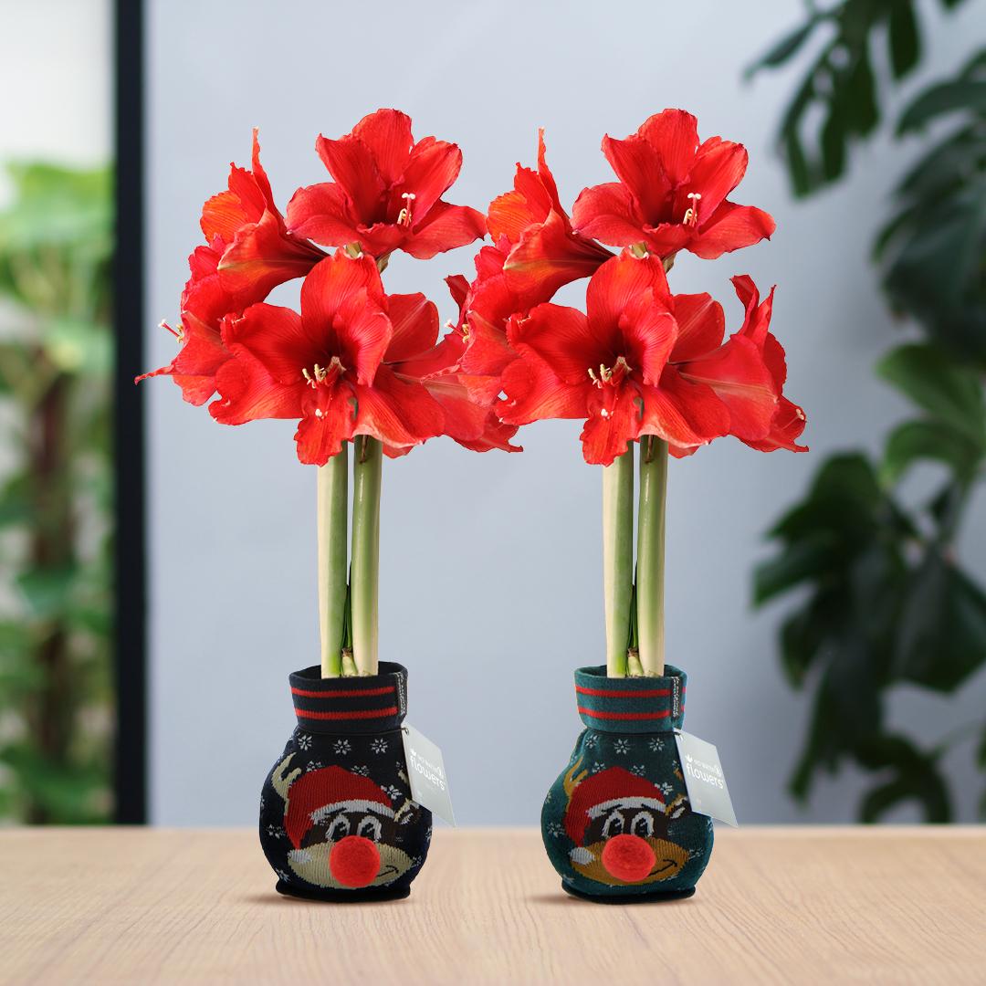 No Water Flowers® (wax amaryllis) | Fashionz Xmas Fun Rudolph Mix (2 pack) + Red flower - Pflanzfix24