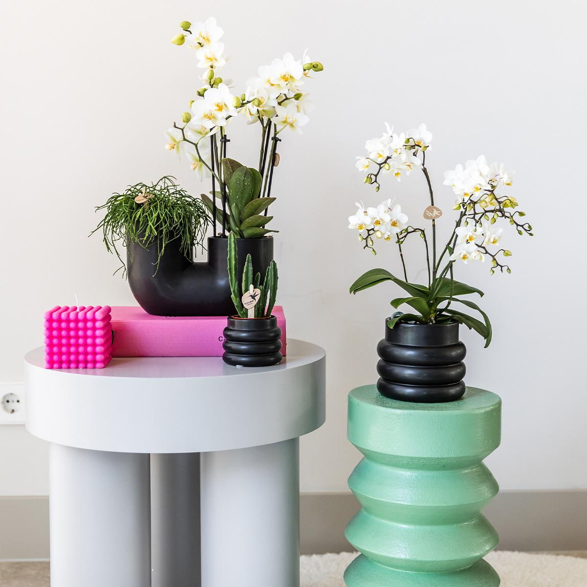 Kolibri Orchids Phalaenopsis Weiß Ø9cm Bubble-Topf Schwarz | Pflanzfix24