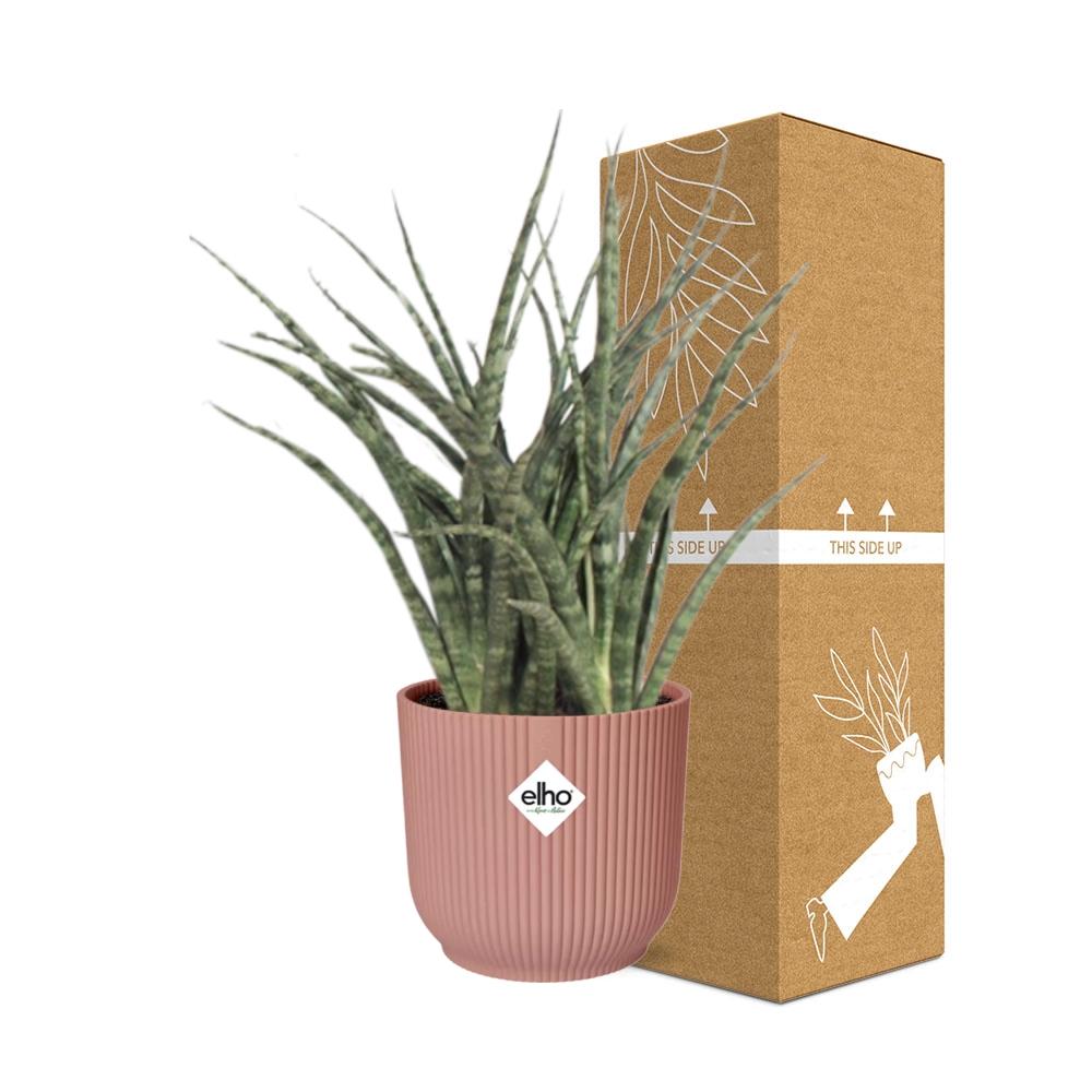Sansevieria Fernwood Punk in ELHO Vibes Fold 14cm roze - Pflanzfix24
