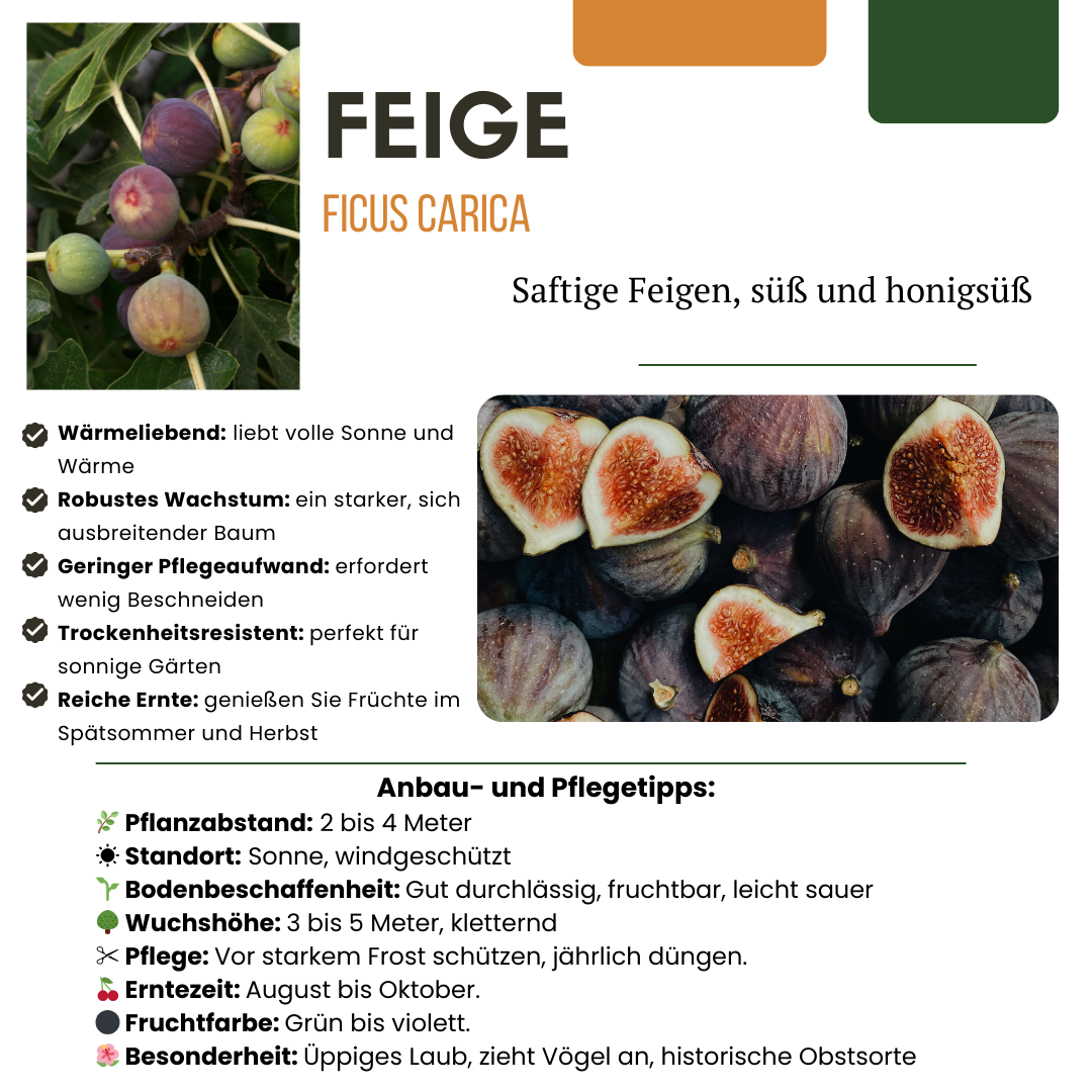 BIO Obstpflanzen-Mix Süße Ernte Trio – Pflanzfix24.de - Pflanzfix24.de