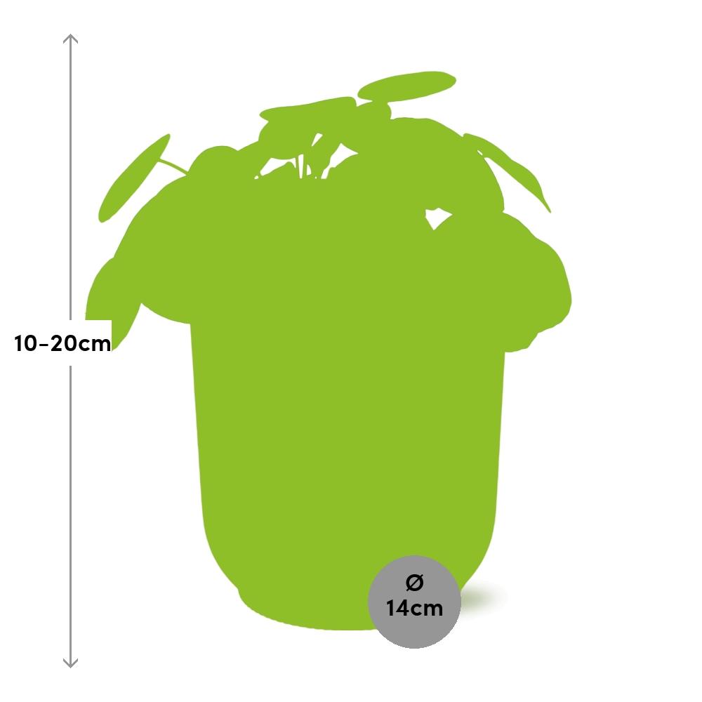 Pilea Peperomioides 12cm in ELHO Vibes Fold 14cm roze – Pflanzfix24
