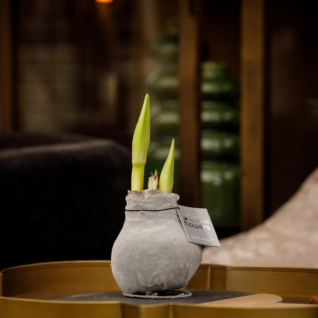 No Water Flowers® (wax amaryllis) | Velvet Touchz® Metallic Mix (3 pack) + Red flower - Pflanzfix24