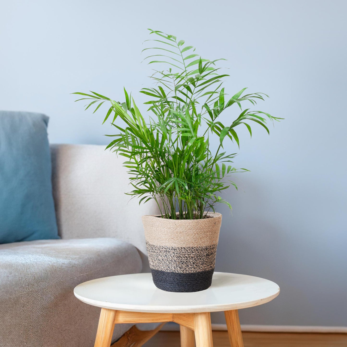 Chamaedorea Elegans mit Mand Lissabon Schwarz - 55cm - Ø17 - Pflanzfix24