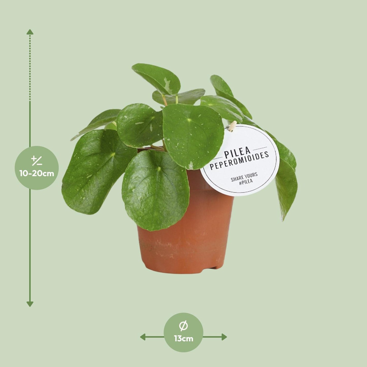 Pilea White Splash - Ø13cm - ↕20cm - Pflanzfix24