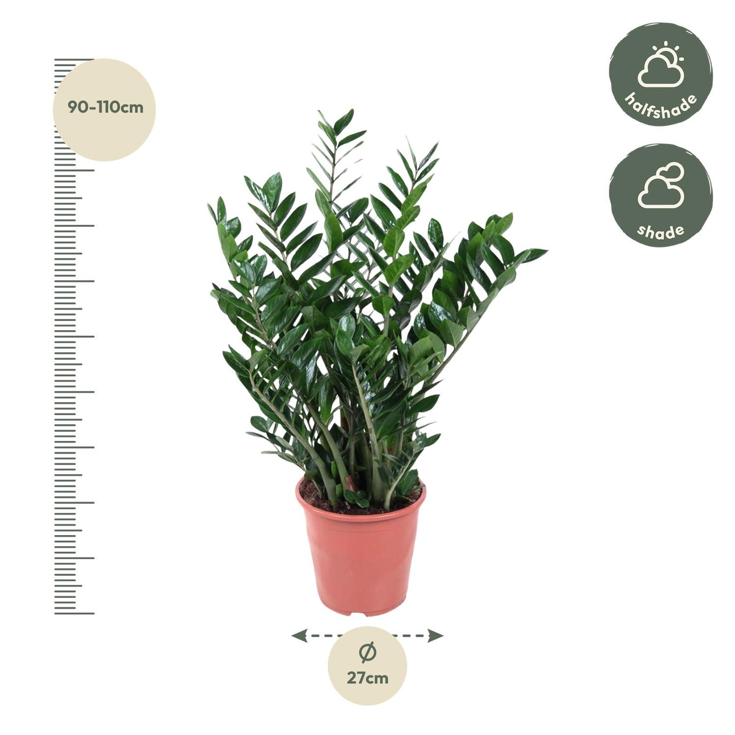 Zamioculcas Pflanze 100cm Ø27cm – Groß & Pflegeleicht | Pflanzfix24.de - Pflanzfix24.de