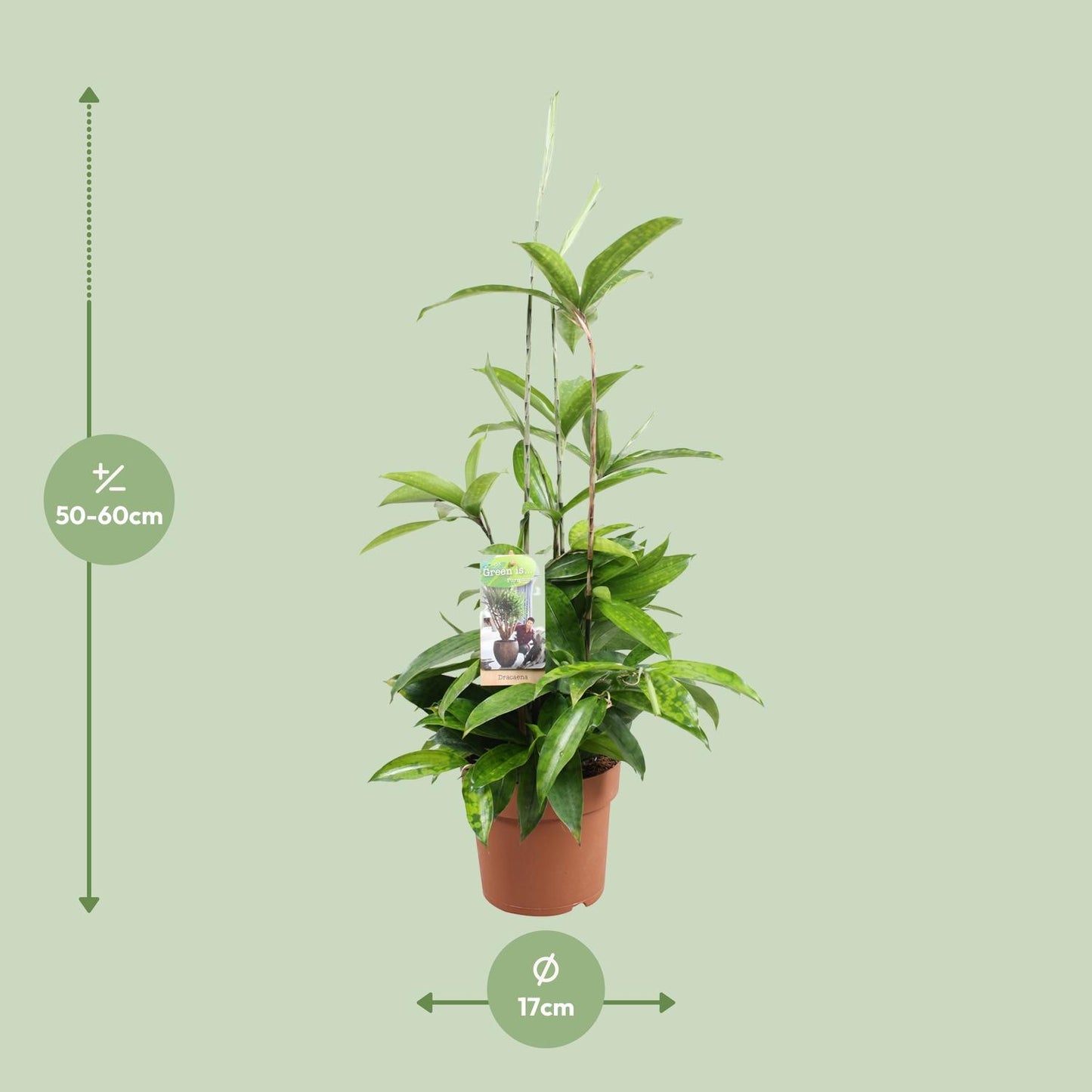Dracaena Surculosa - Ø17cm - ↕55cm - Pflanzfix24.de - Pflanzfix24.de