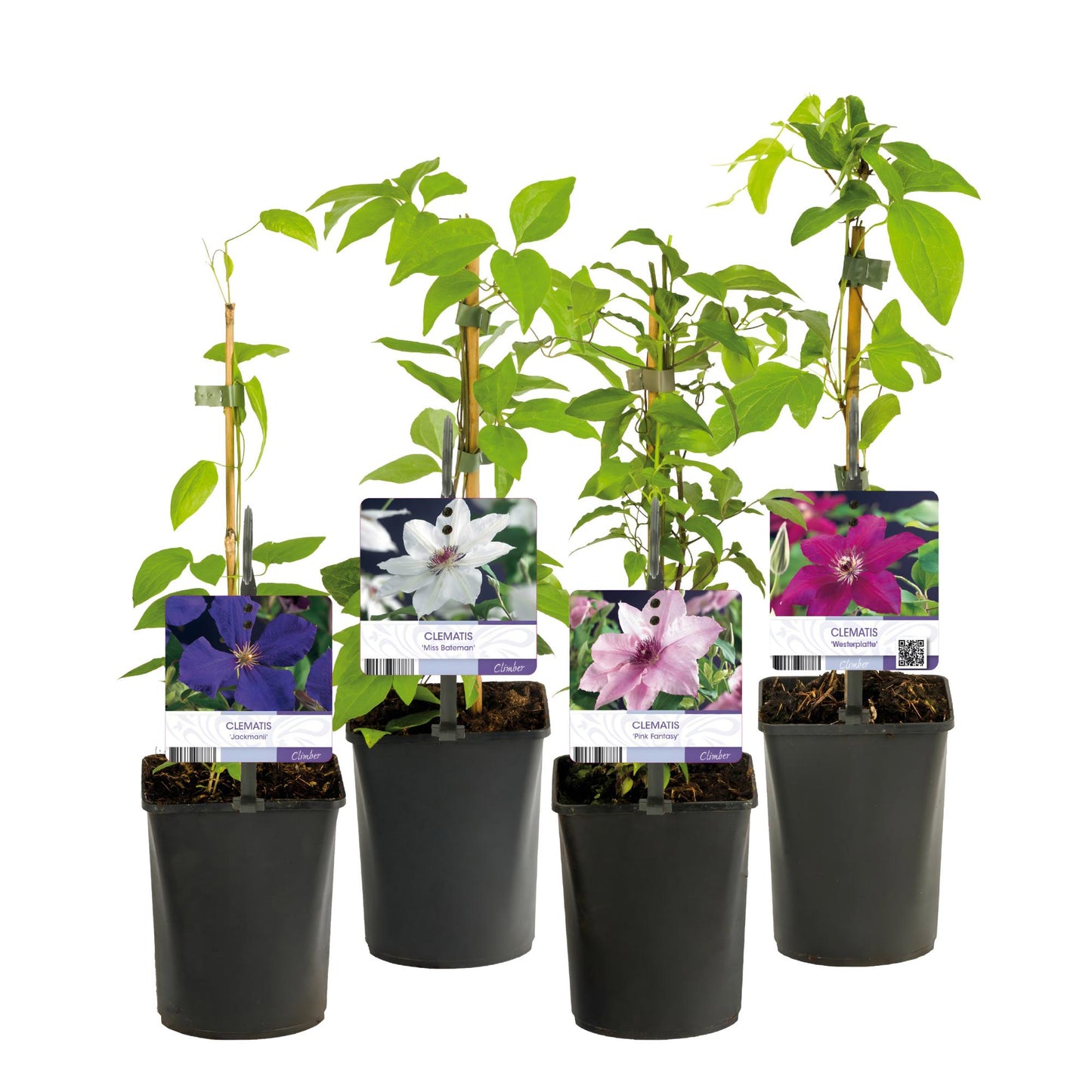 Pflanzfix24.de - Clematis Rainbow - Kletterpflanze - 4 Pflanzen - Topf 11cm - Pflanzfix24.de