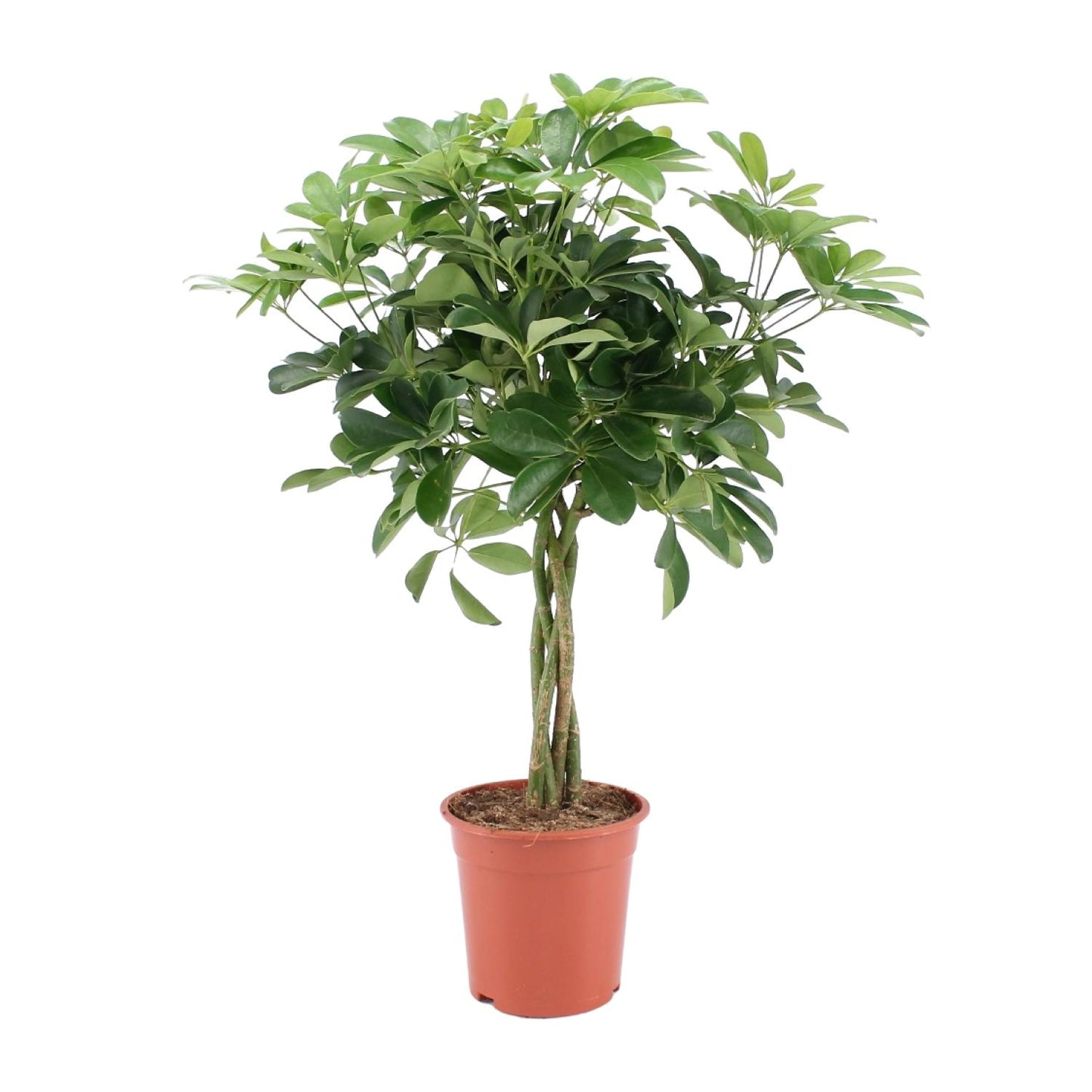 Schefflera Arboricola Nora - Ø19cm - ↕75cm - Pflanzfix24