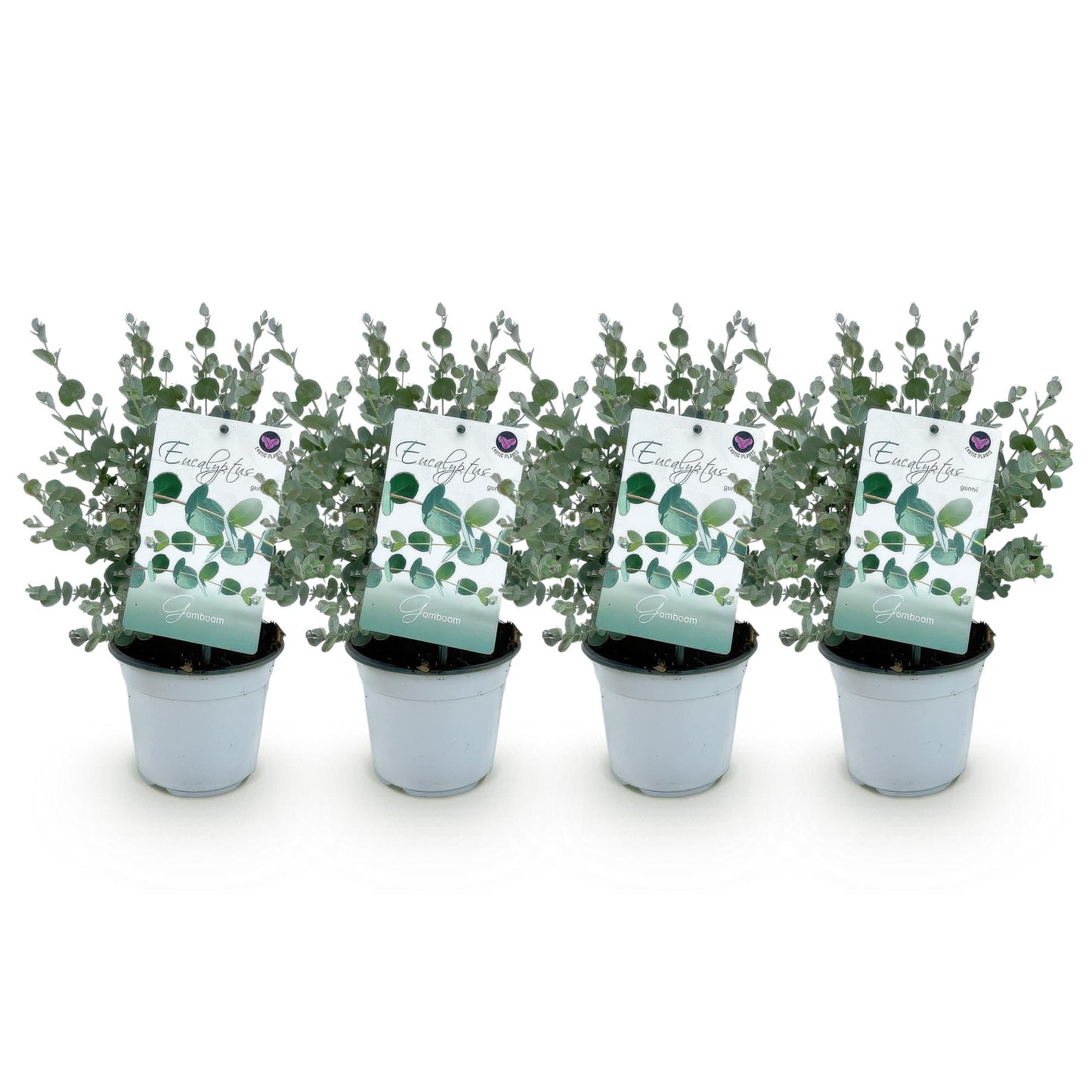 pflanzfix24 - Eukalyptus gunnii - Grau - 4 Pflanzen - Winterhart - Topf 14cm Höhe 30cm