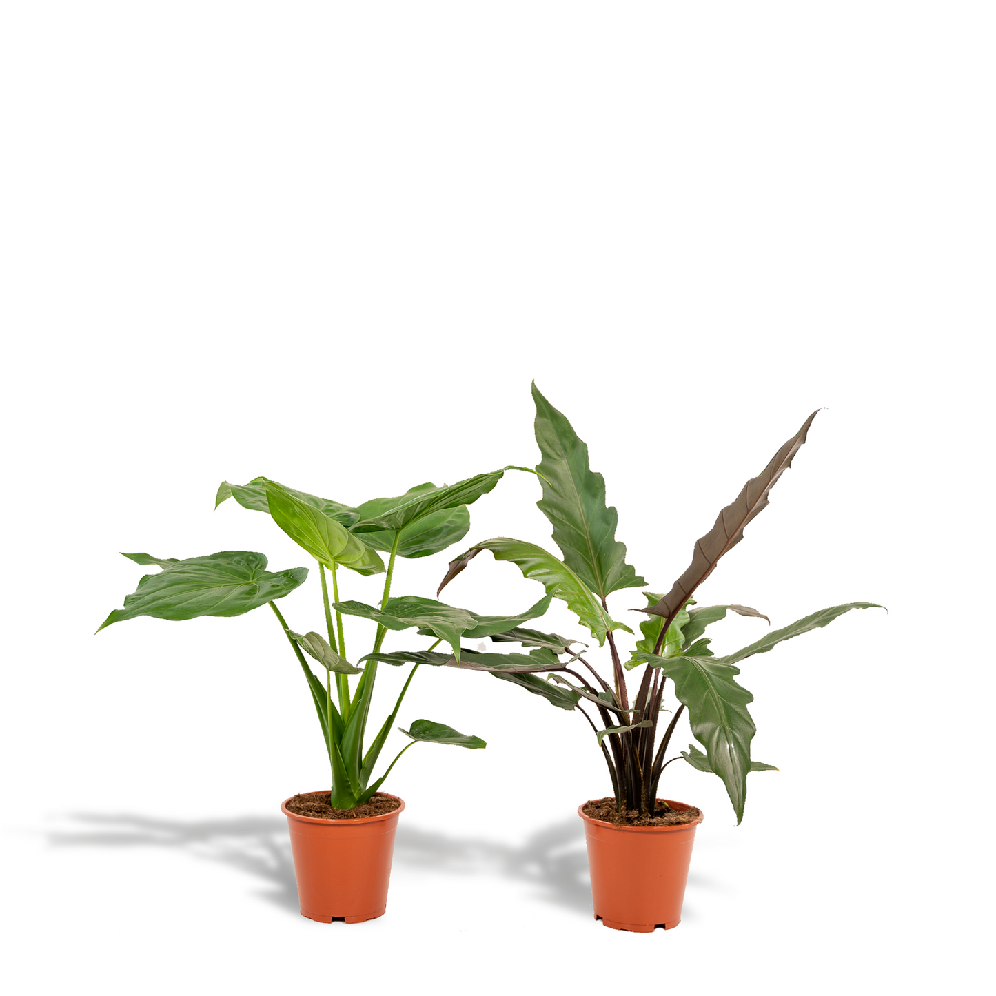 Alocasia Cucullata & Lauterbachiana Set - Ø19cm - ↕60-75cm - Pflanzfix24.de - Pflanzfix24.de