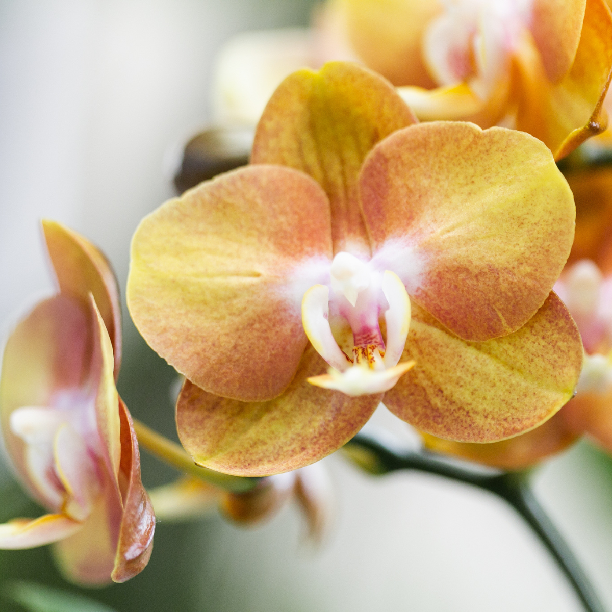 Orchideen-Set Orange im Schilfkorb mit Wassertank 12cm – Pflanzfix24.de - Pflanzfix24.de