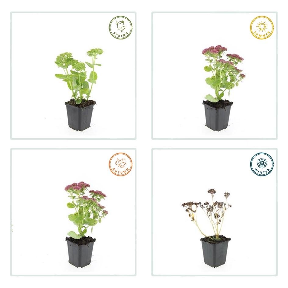 12x Sedum 'Herbstfreude' Sukkulenten 10-25cm | Pflanzfix24.de - Pflanzfix24.de