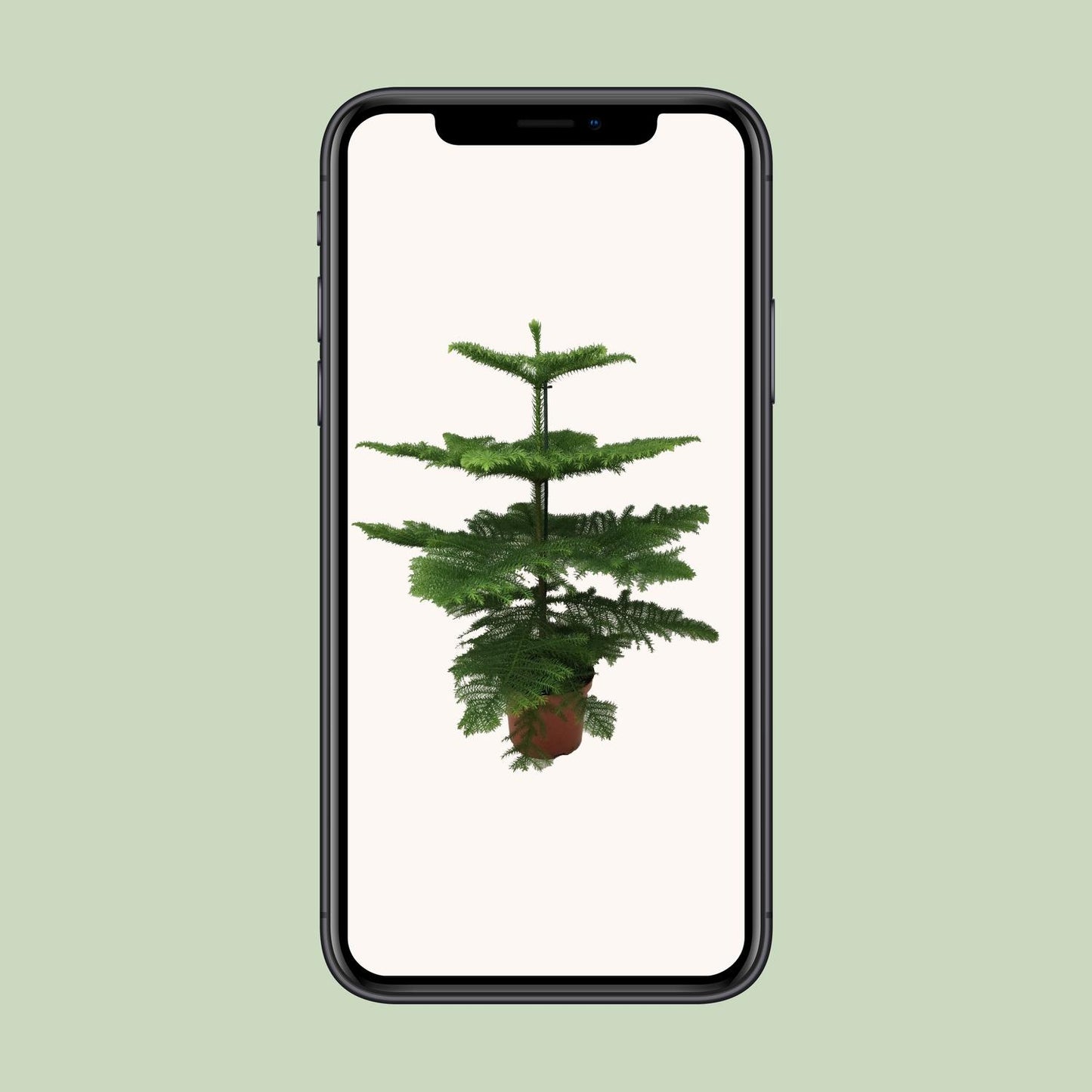 Araucaria Heterophylla 70 cm im Ø21 cm Topf – Pflanzfix24