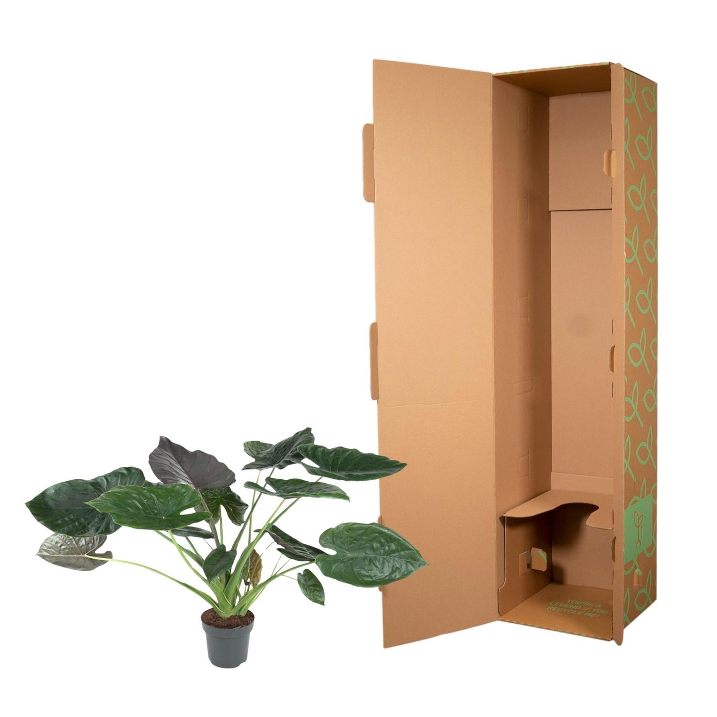 Alocasia Wentii - 120 cm - ø32 bei Pflanzfix24.de - Pflanzfix24.de