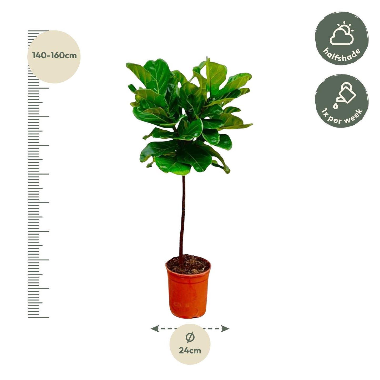 Ficus Lyrata stam - 130 cm - ø24 bei Pflanzfix24