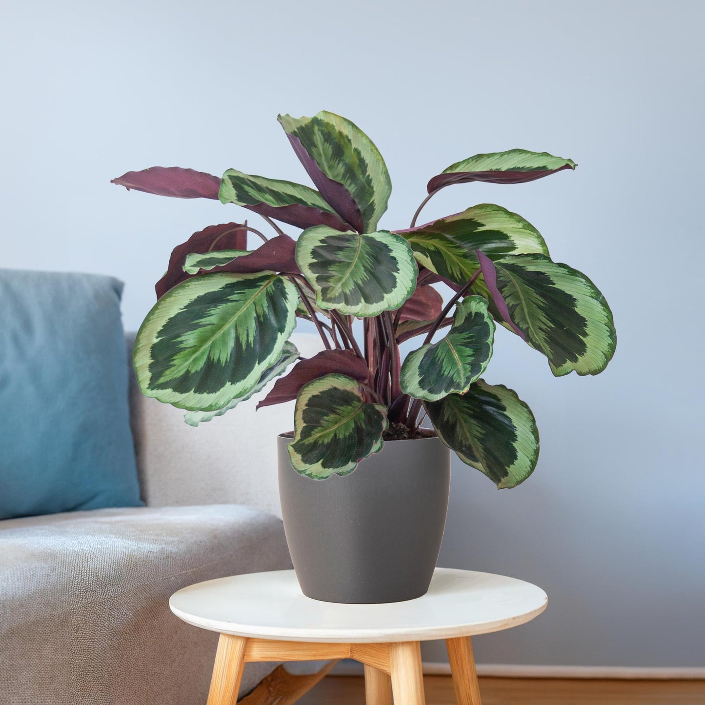 Calathea Medaillon mit Viber Grau- 65cm - Ø21 bei Pflanzfix24.de - Pflanzfix24.de