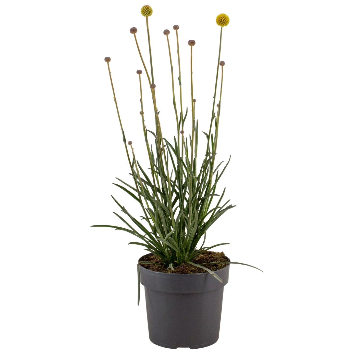 Craspedia Globosa 'Golf Beauty' - Pflanzfix24