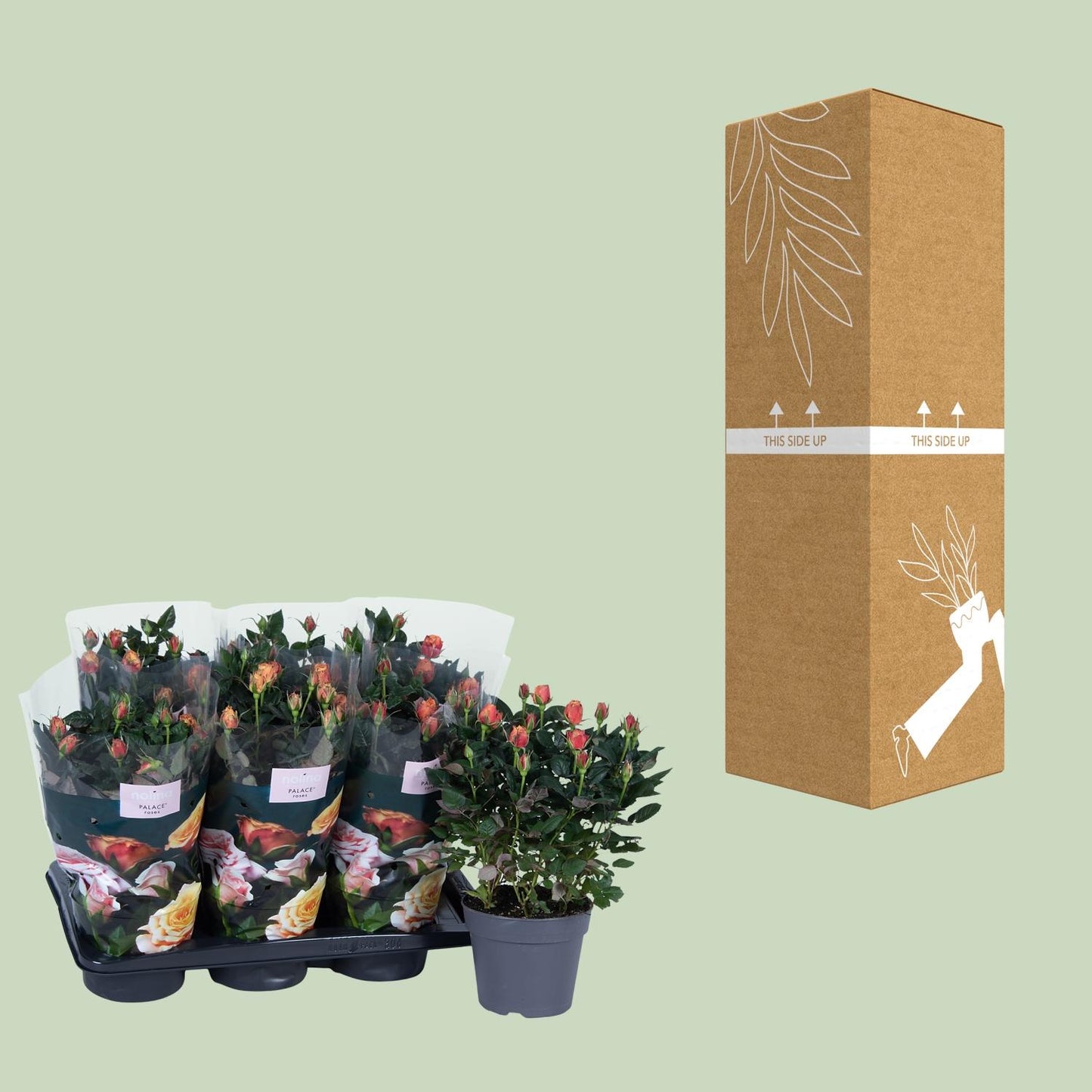 Rosa oranje - Ø17cm - ↕45cm - Pflanzfix24
