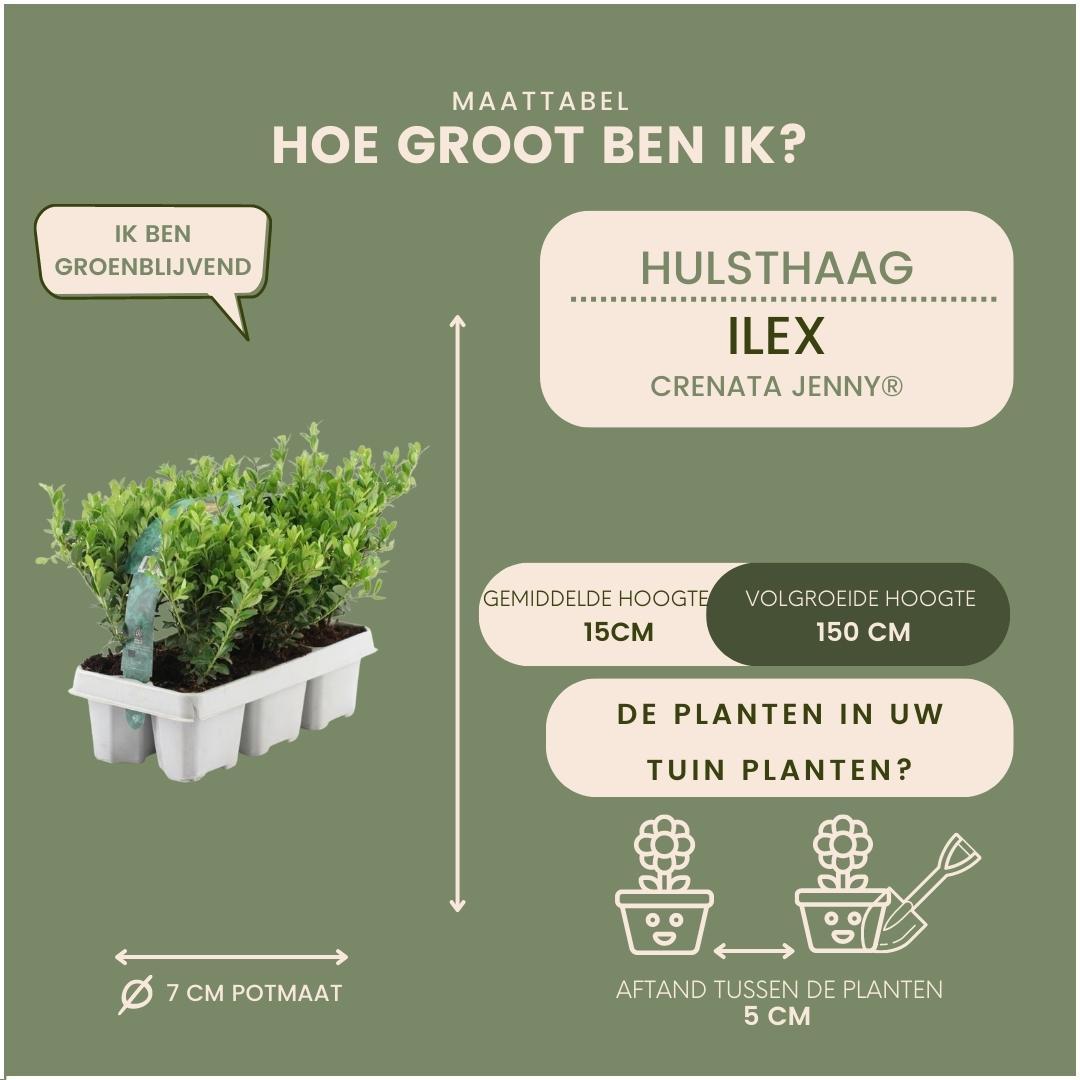 12x Ilex crenata 'Jenny' - 12 x Ø7 cm - ↕15 cm - 6er Set - Pflanzfix24