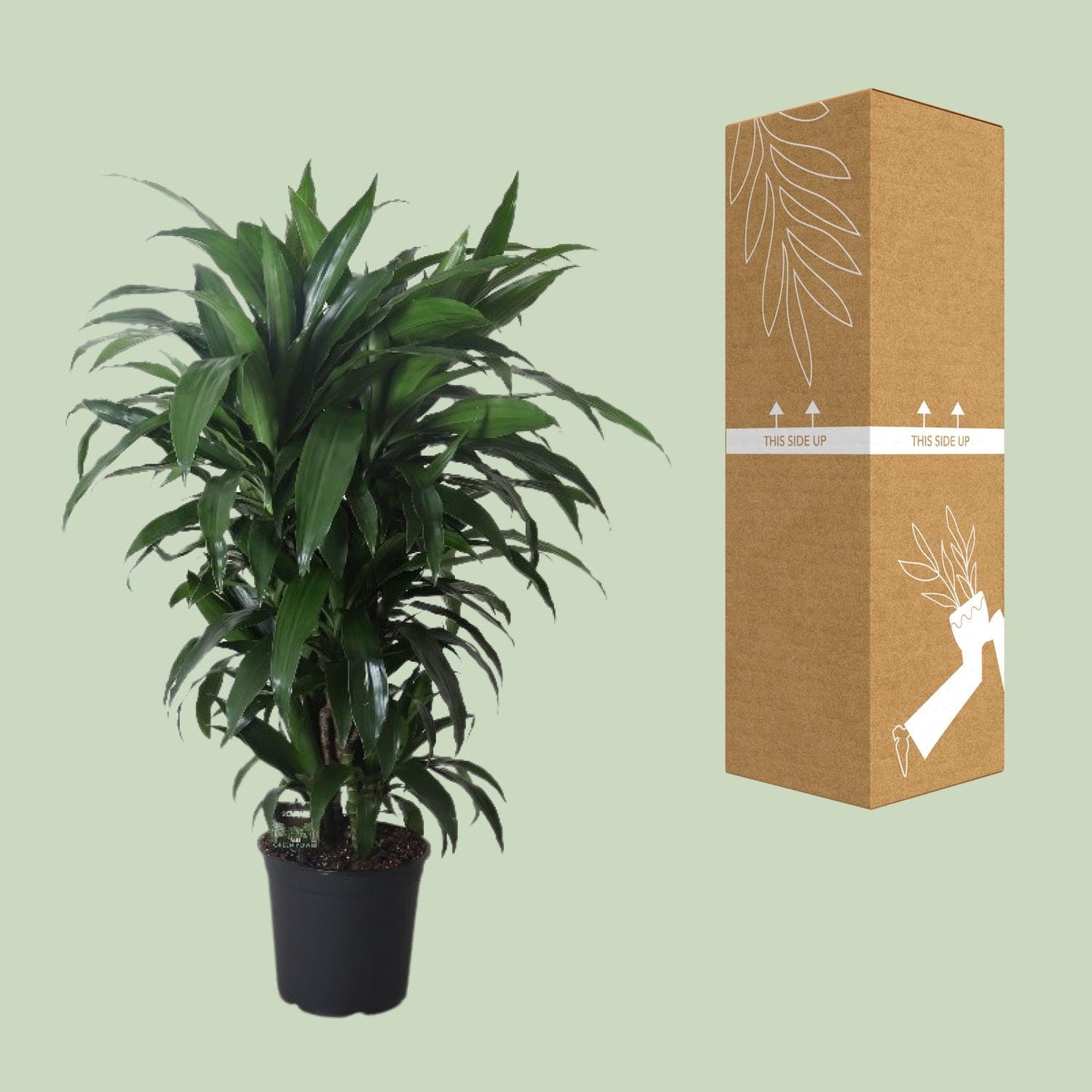 Dracaena Frag. Janet Craig - Ø27cm - ↕120cm - Pflanzfix24