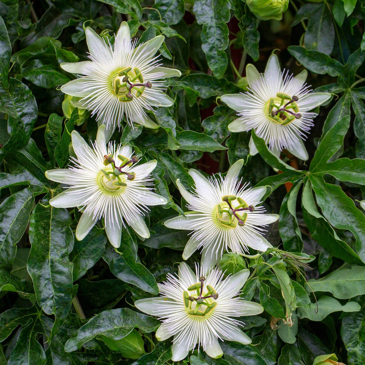 Pflanzfix24 - Passionsblume 'Avalanche' - Blüte Weiß - 2 Pflanzen