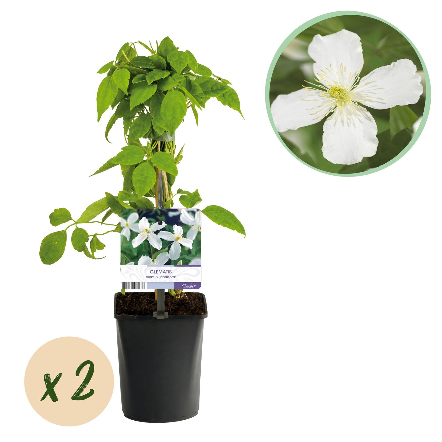 GreenboutiQ - Clematis montana Grandiflora - 2er Set - Blüte Weiß - Pflanzfix24.de - Pflanzfix24.de