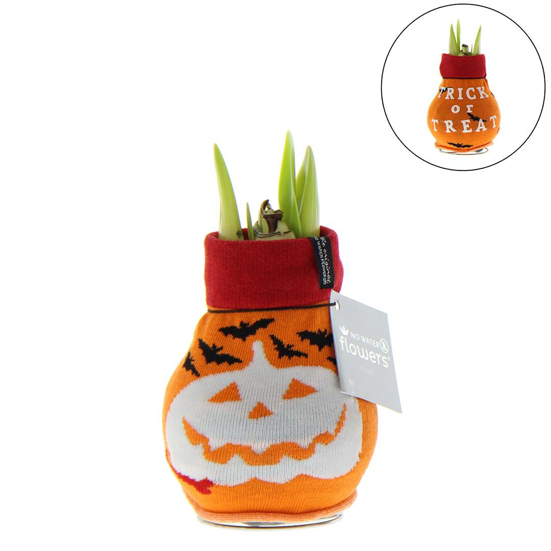 No Water Flowers® (wax amaryllis) | Fashionz Halloween - Orange + Red flower - Pflanzfix24