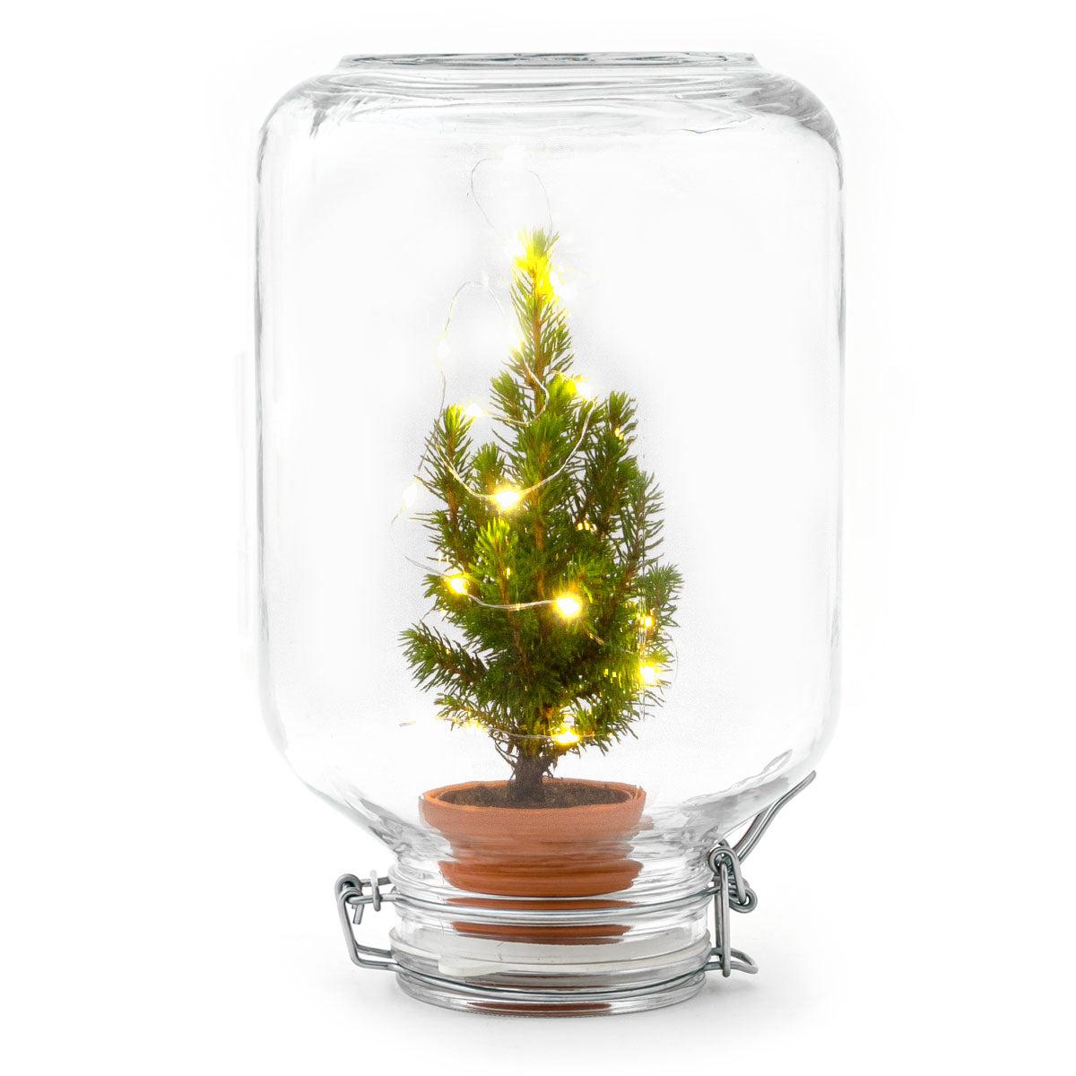 Pflanzfix24 - Easyplant Ficus Christmas