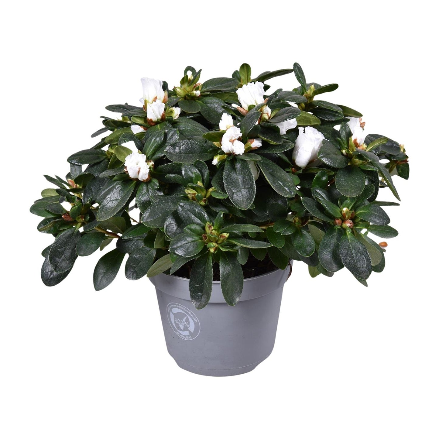 Azalea Witte Vogel - Ø13cm - ↕27cm - Pflanzfix24