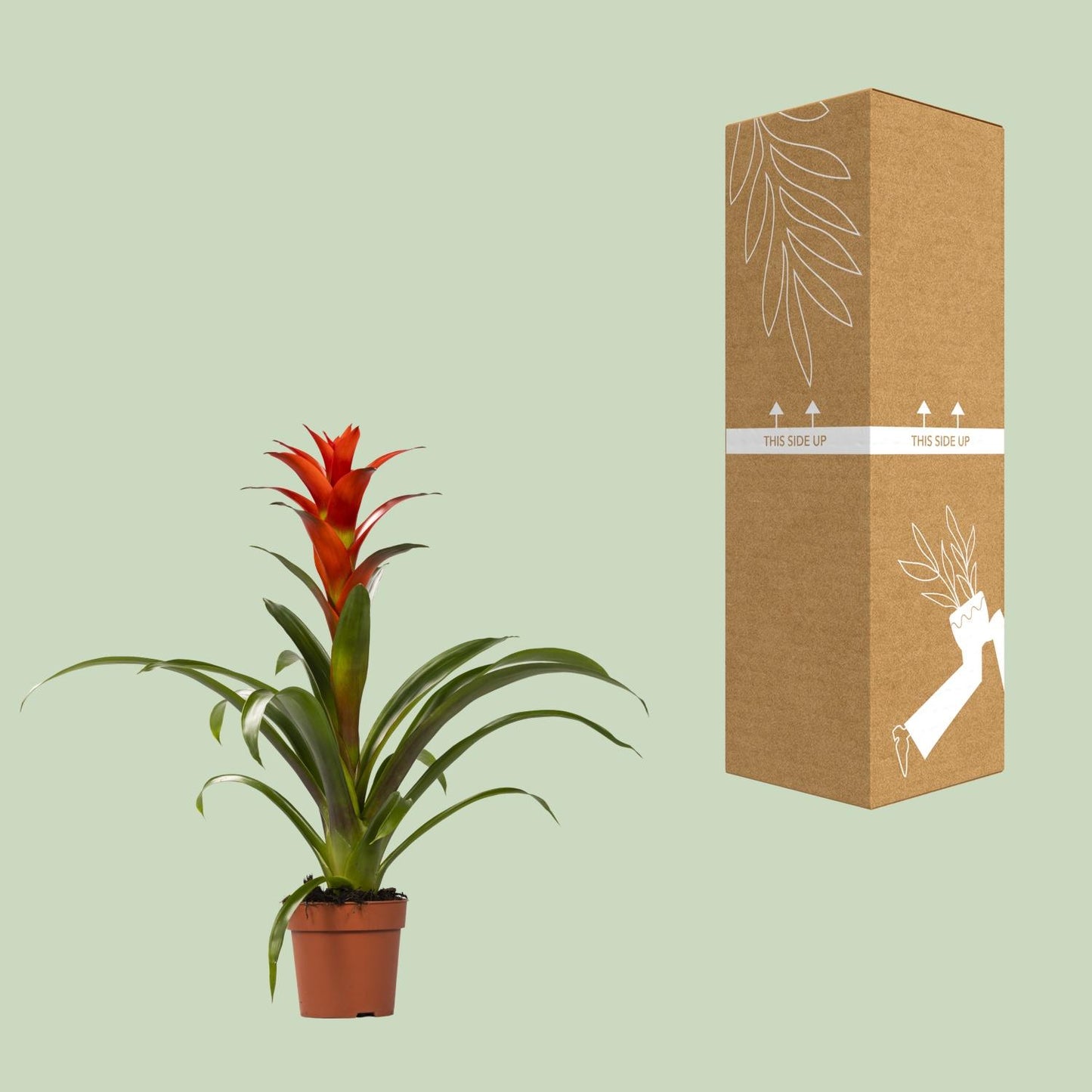 Guzmania Ostara - Ø12cm - ↕45cm - Pflanzfix24.de - Pflanzfix24.de