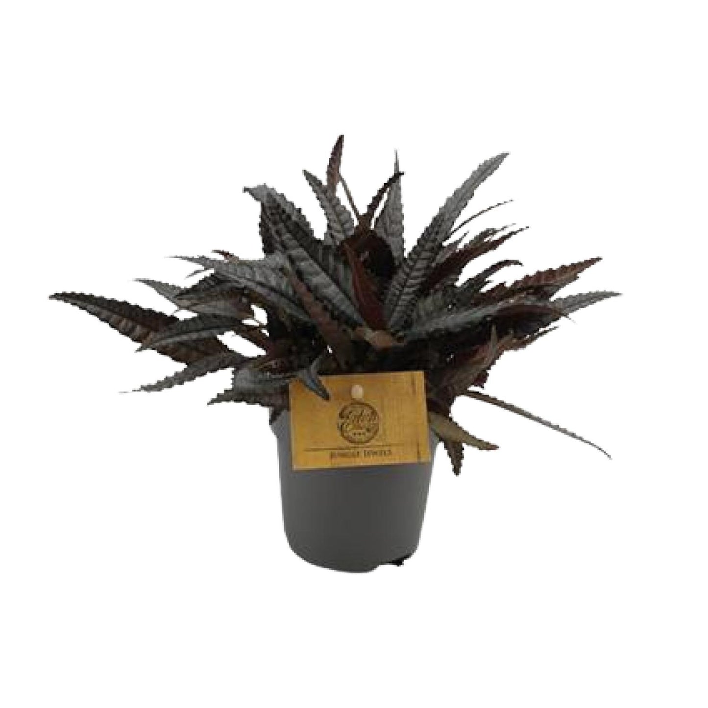 Pilea Hitchcockii - Ø10,5cm - ↕15cm bei Pflanzfix24