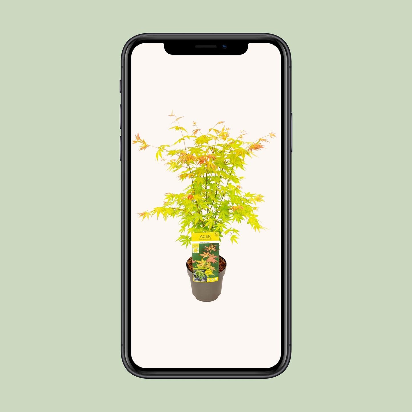 Acer palmatum Orange Dream - Ø19cm - ↕50cm - Pflanzfix24.de - Pflanzfix24.de