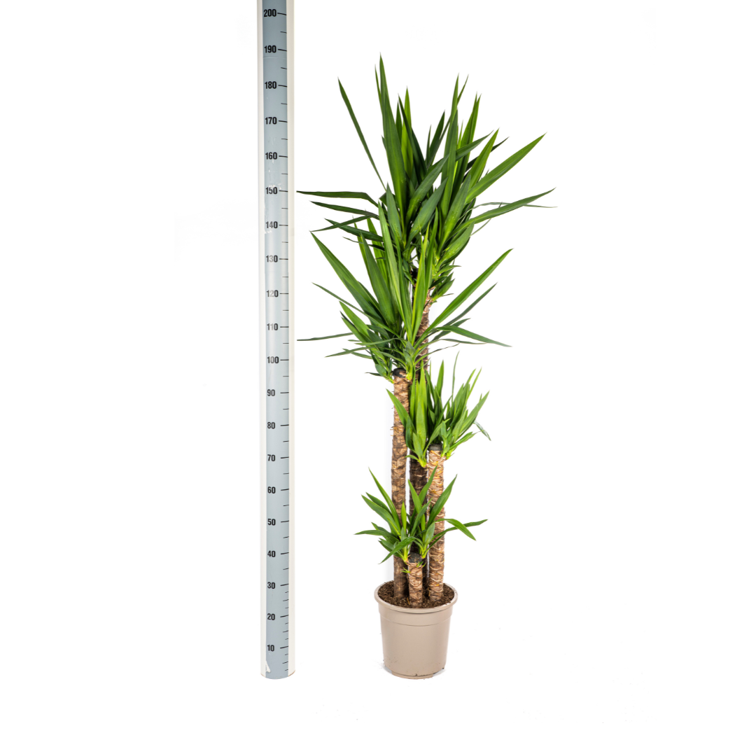 Yucca Elephantipes Ø27cm | Zimmerpflanze 150-170cm – Pflanzfix24.de - Pflanzfix24.de