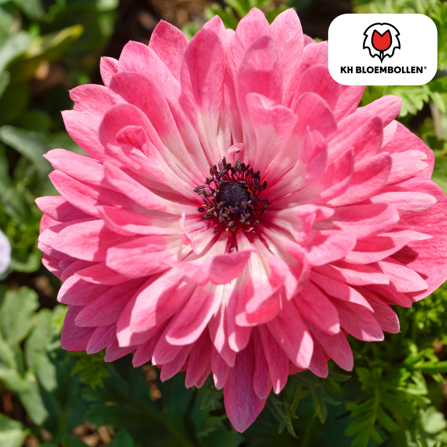 Anemonen dubbel 30 stuks - Pflanzfix24