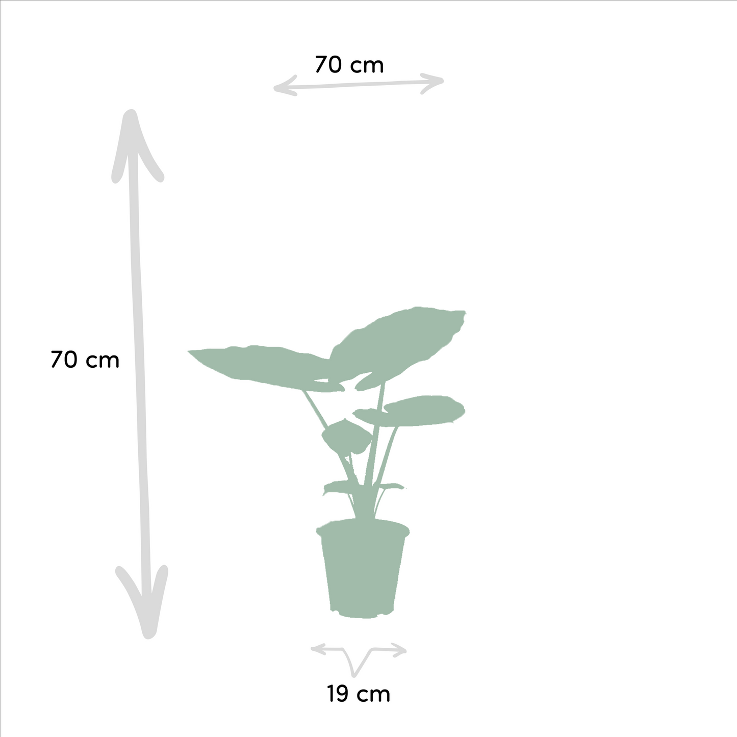 Strelitzia & Alocasia Zimmerpflanzen-Set 85cm – Pflanzfix24.de - Pflanzfix24.de