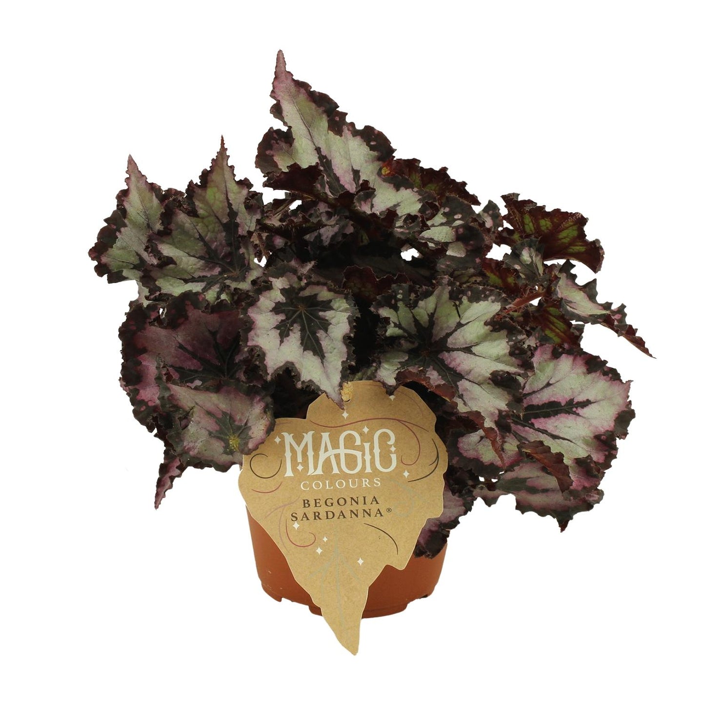 Begonia Rex Silver Limbo - Ø12cm - ↕25cm - Pflanzfix24